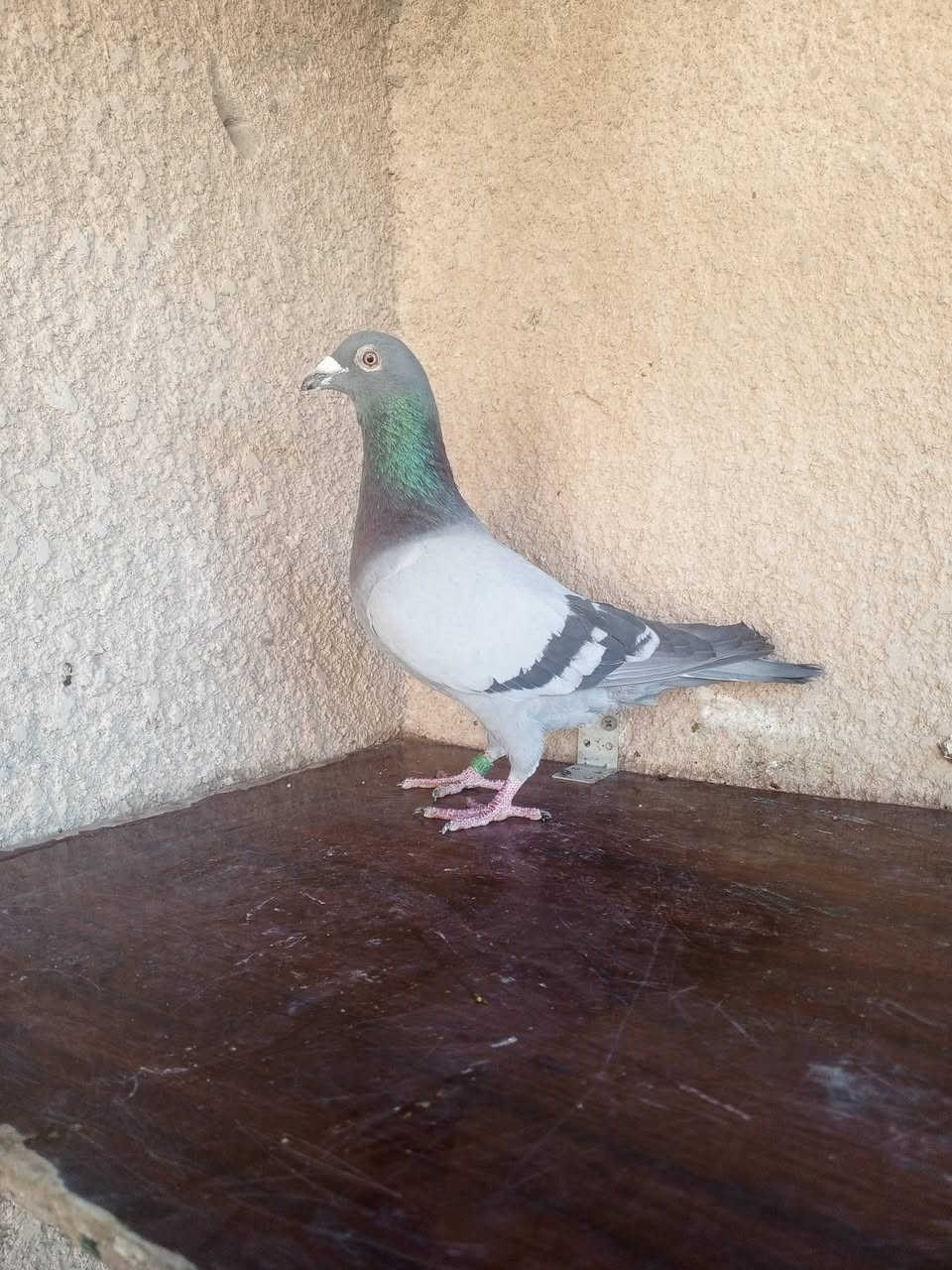 السلام عليكم متاح زوج فحله قلمين روابطهن 2023
فحله خشنات ومرتبات واضحات بل تصوير مكاني بغداد حي ؤر ام الكبر والغزلان وهذا رقمي ***********
