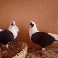 زوج ارافل • ارافل • طيره • فحل • حمام • طيور • زوج حمام