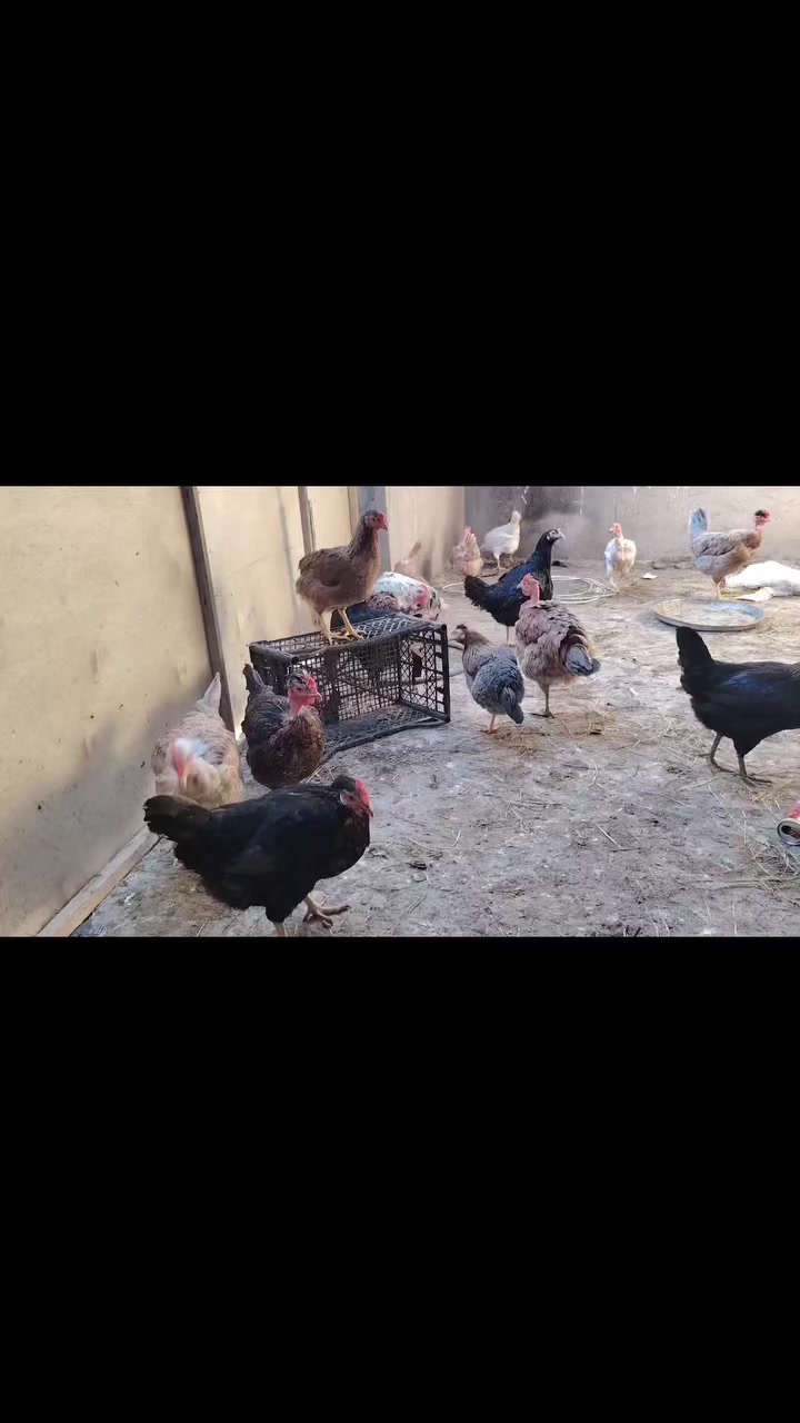 السلام عليكم متاح طبقه بيض من هذا حلال مده الخزن 3 ايام سـ 10 قفل مكاني تكريت شارع الاربعين


**إذا كنت صاحب هذا الإعلان وتريد حذفه لأي سبب، رجاءا أرسل رسالة إلى الدعم الفني**