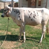 بقر • بقر حلاب • عجل • بقر عراقي • بقر محلي • بقر اصلي • بقر حليب