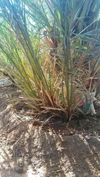 يوجد فسائل گنطار رقم الهاتف +9647747540131