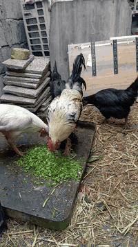 ديج عرب شوكي محجل للبيع المكان الدوره الميكانيك السعر ٢٥ تواصل 0771194...