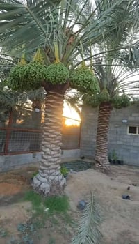 نخيل • بالطينة • ١٫٥-٤م