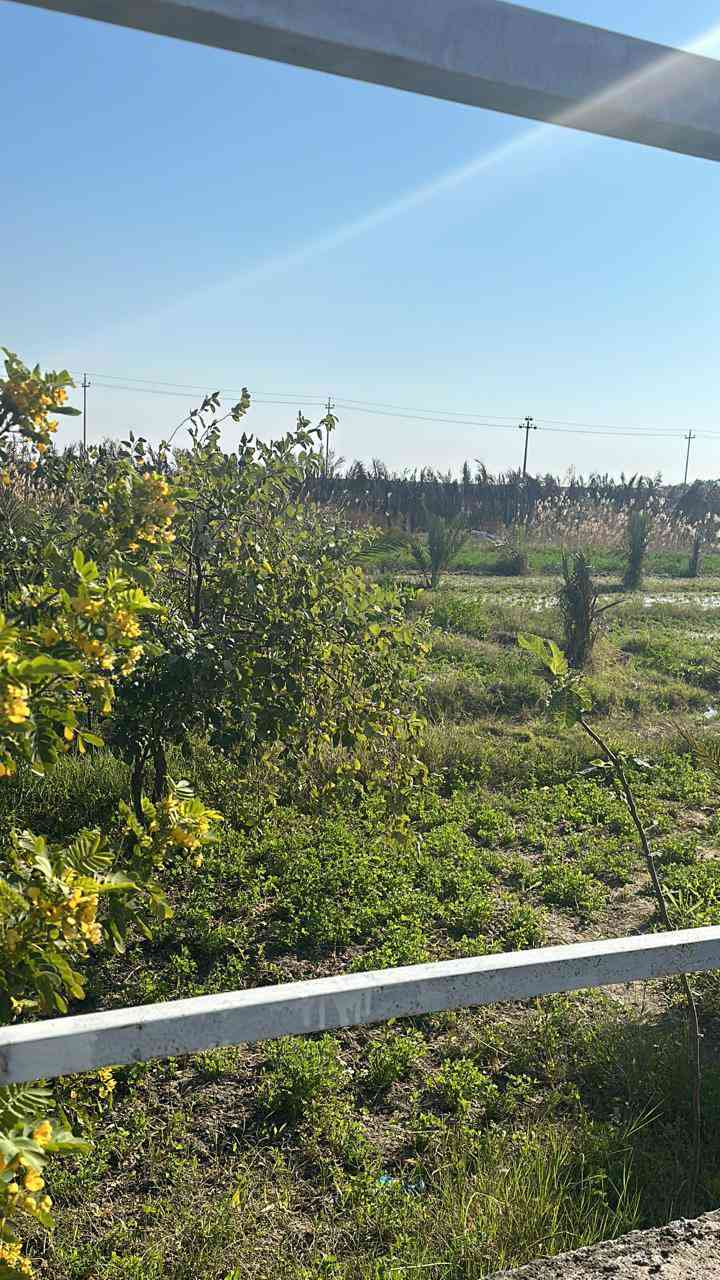 13 دونم  بستان 
 السعر 50 مليون الدونم 
الواحد جنس العقار طابو زراعي مفوض ابسم عراقي العنوان البصره كتيبان
*********** البصرة, العراق
