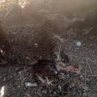 افراخ دجاج • ٨ شلع