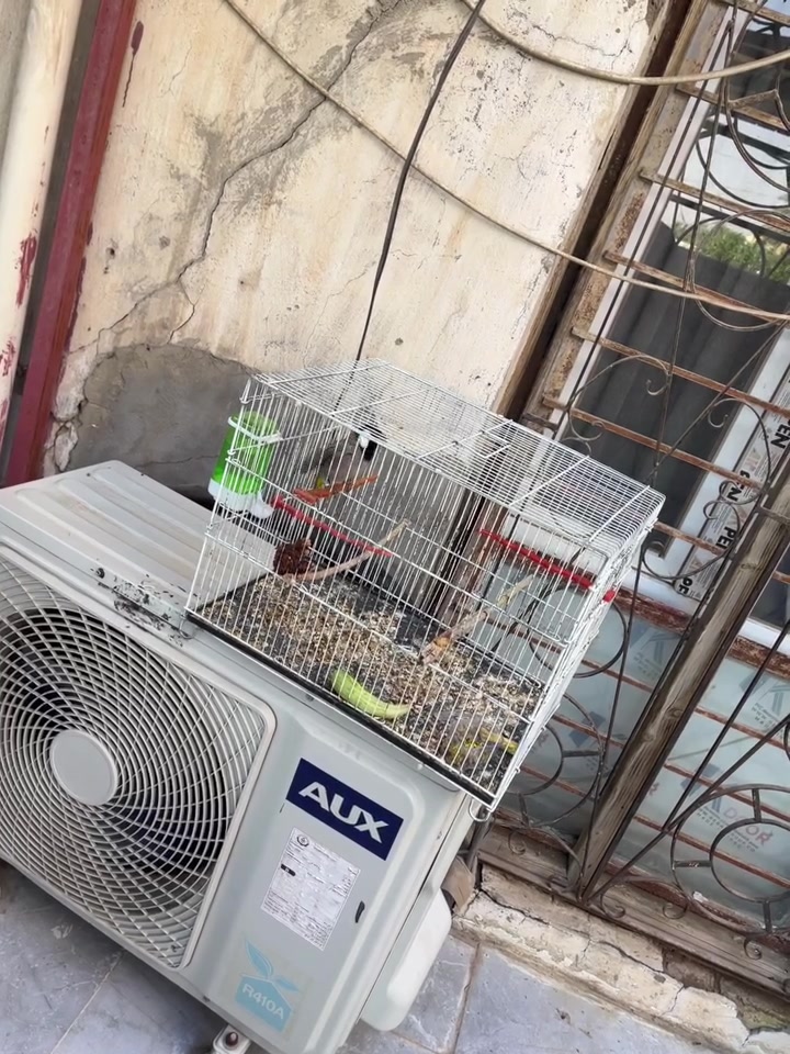 بلبل اليف قفص ياكل من اليد ب50 وبي مجال. شهربان حي العصري ***********
