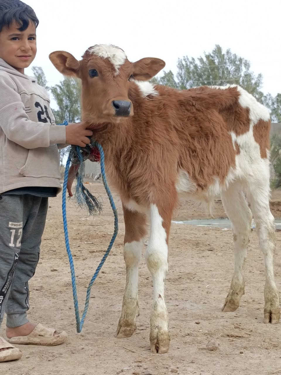 مطافيل العدد 2
السوده//وراها فحل وتحلب وكتين وام3بطن وحلابه

البكعه//وراها نثيه وتحلب وكتين ام2بطن وحلابه 

حلال نضيف ومال بيت يحلبن وكتين وامينات كلش

السعرر الوحده اب2650 مكان بابل شوملي ***********////*********** لاثير بي واتسااب
