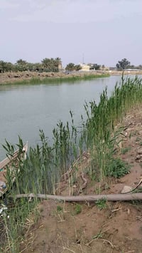 الشطرة الرعدة • ٦ دونمات • طابو صرف