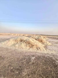 تبن • ٤٠ عربانة