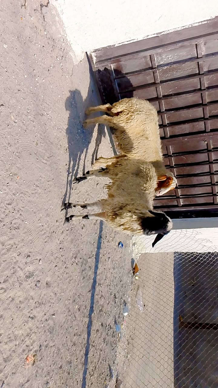 يا الله نعجات حلوات وافيات صحيات شرط الصحه وسالمات من كل عيب وين راحو جنايه على باب  الله نعجات حلوات مالات بر راكبات عليهن شهرين على ذمت راعيهن حلف على بخت راعيهن تنزيلات بلاش سعر على 195 وبيهن مجال بسيط المكان البصره الزبير وشراي يتصل بلخدمه ***********
