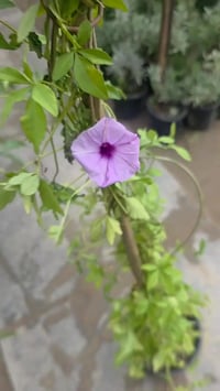 متسلق ست الحسن من النباتات القويه التي تلائم دول الخليج والعراق 💜🌿✨   ...