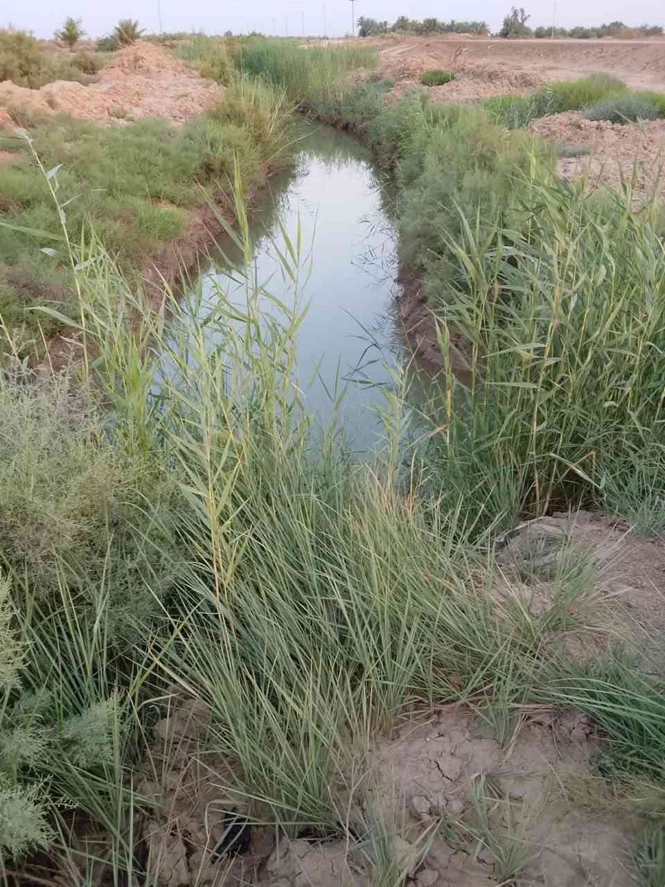 ارض زراعي سند ٢٥  ه دوانم و6  فيها ماء وكهرباء وحقل وبيت منطقه حسينيه مال دغاره***********.  البيع
