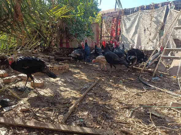 متاح للبيع افحل فسيفس حايلات بنات العام
المكان الضلوعيه بالبوفراج 
***********
