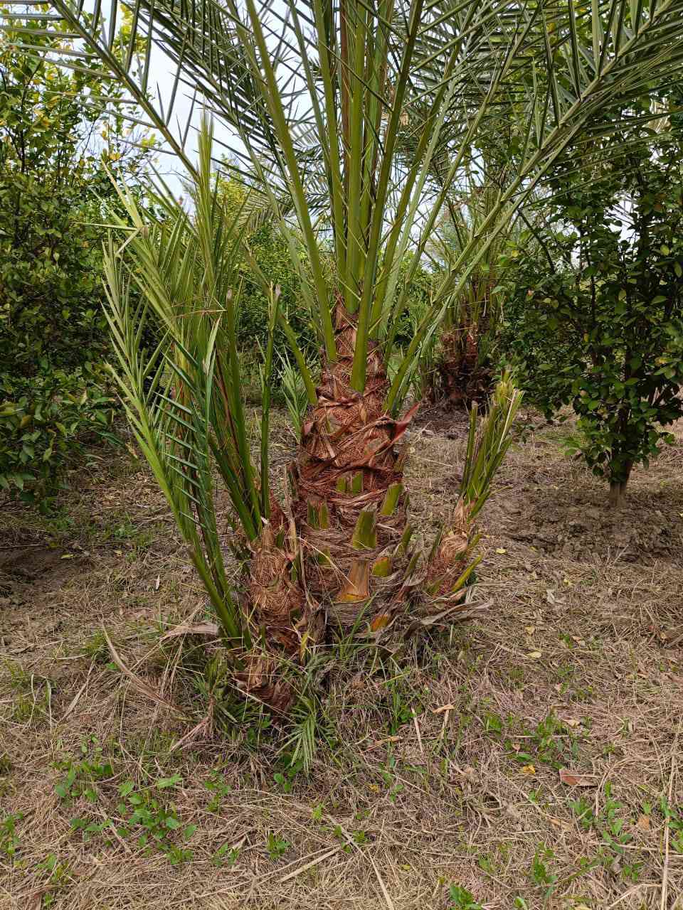 متوفر اميات جوزي احمر عدد 5تنقلع بطينته تكون نسبة نجاح أن شاء الله 100(100العنوان واسط عزيزيه ضمان الصنف والجوده اخوكم ابو يقين للنخيل ***********
