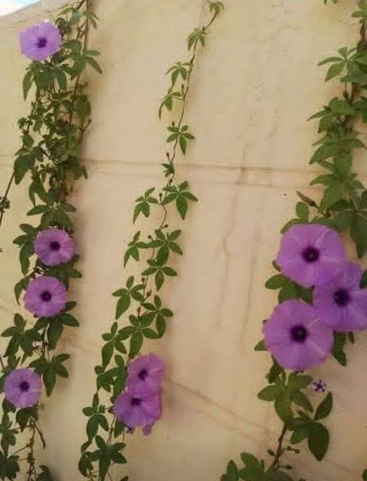 ست الحسن 
ورده جميله متسلقه 

سعر / 4 الف 

عنوان تقاطع سبعه نيسان داخل 
مشتل المصطفى  
***********

