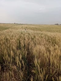 البصرة • ٥٥ دونم • ٤٠ دونم مجهز