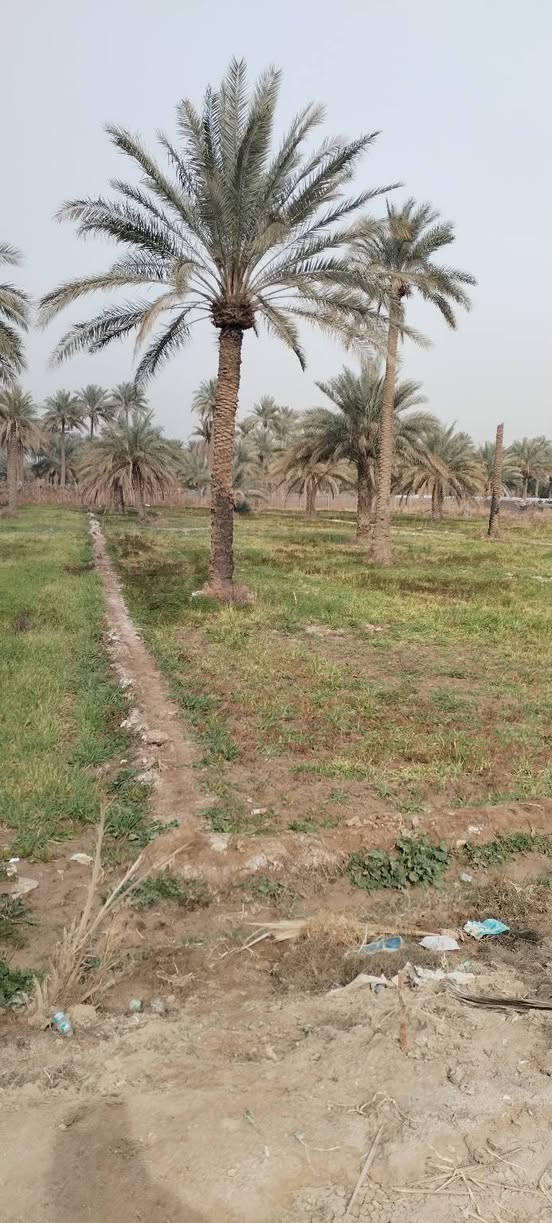 ارض زراعيه مساحه ٢دونم كاع روعه موقع ممتاز كافه الخدمات طويريج الرشيده قرب البواسماوي تبعد عن السيطره ٥٠٠ متر سند ٢٥ تفاصيل على الخاص مكتب حيدر للعقار ***********
