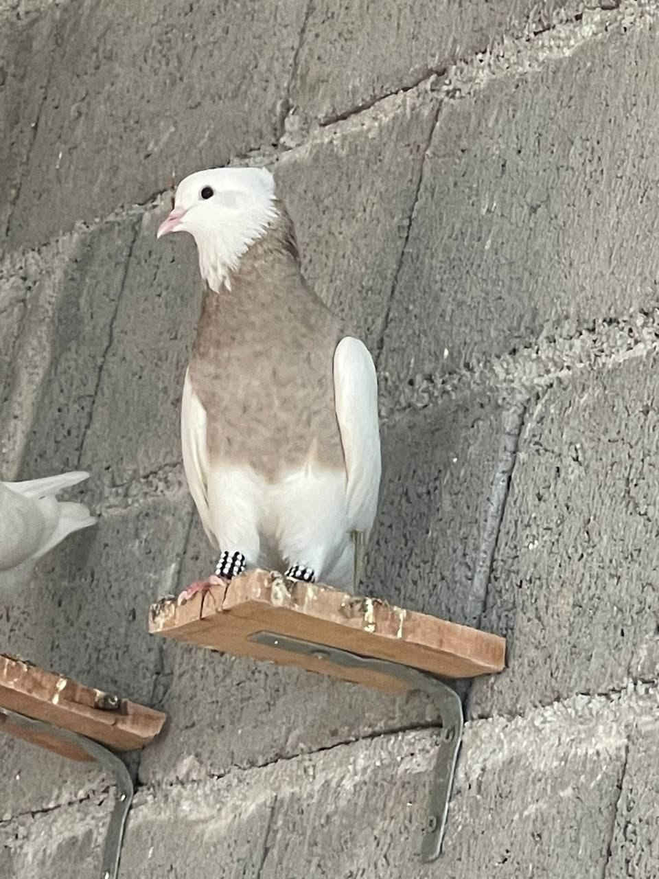 سڵاوی خوای گەورە
ئەم جووتە اجوریە بۆفرۆشتن بێزیادەن 
بەشەرتی هەمووشتێ پێویست بەوەسفناکات هەمووشتێ دیارە
شوێن دەربەندیخان
ژم***********
گەیاندن هەیە لەسەر کڕیار
