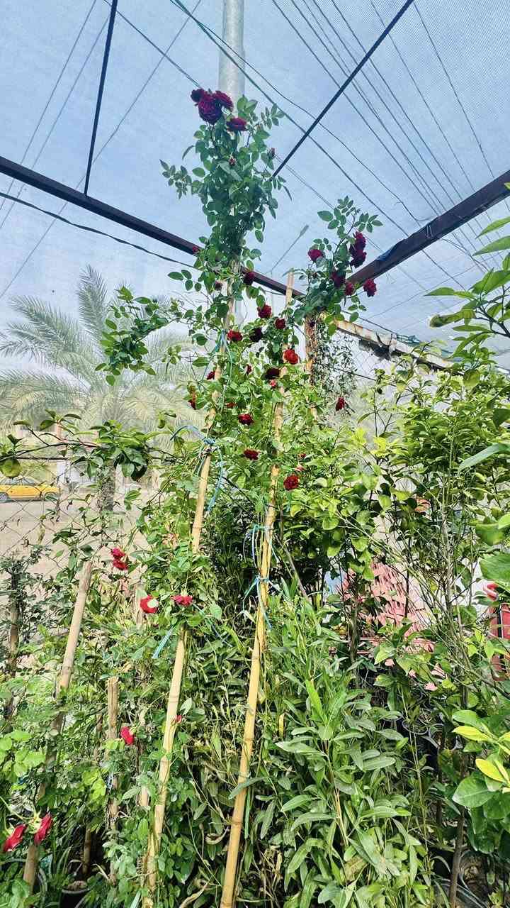 مسواك جديد بفضل الله 🌸♥️
كل عام وانتـم بخير 

توفر جميع الحمضيات 

برتقال مطعم عراقي سندان رتفاع مترتين 🍊
لومي حامض مطعم عراقي سندان رتفاع ٢ متر 🍋
لارنج مطعم سندان رتفاع ٢ متر 🍋‍🟩
لومي حلو جيس حمال مطعم  رتفاع ٢ متر 🍋‍🟩
لالنكي رتفاع متر ونص 🍋‍🟩🍊🍊🍊
لالنكي صيني توفر مطعم سندان رتفاع ٢ متر 
سندن حمال توفر سندان رتفاع متر ونص 
نبق تفاحي حمال رتفاع ٢ ونص متر 
زيتون خستاوي 
ورد متسلق جهنميً جميع الوان ♥️😍❤️‍🔥💞
ورد جوري ايراني متسلق ♥️🌸😍

لاستفسار *********** 

عنوان 🛑مشتل الدجيل شارع بلديه نهايته عل محيط ⚠️
يوجد لدينا خدمه توصيل 🚚♥️
