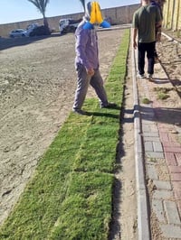 ثيل هندي • جودة عالية • توصيل