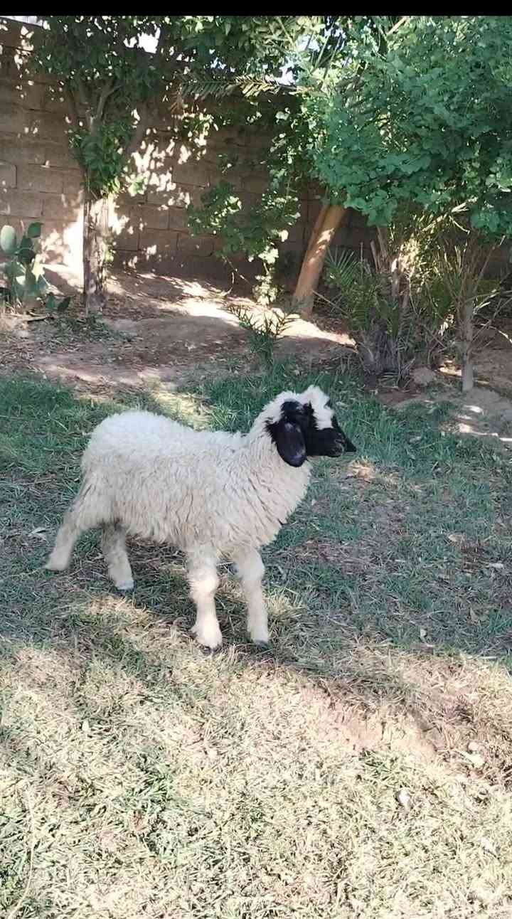 السلام عليكم بسم الله ما شاء الله
طلي فحل للبيع  شرط النصاحه مال ربط السعر185

العنوان بغداد التاجي

***********  واتساب

***********  واتساب
