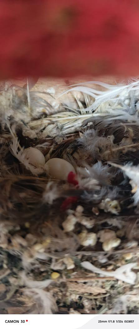 6 فناجس وبيضتين وياهن وفختية ملكية وفختيه عادية
مكاني دوانم الشرطة الخامسة يم جامع الكرطان الكبير 

***********

كلهن ب35
