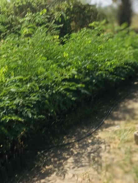 السلام عليكم 
متوفر ددونيا ارتفاع متر وفوك سعر جمله 500
وايضا متوفر البيزيا لبخ سندان 19 ارتفاع متر ونصف سعر جمله 1500 

حله /قرب العلويه شريفه (ع)
***********
