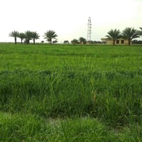 بابل ناحية النيل • ١٥ دونم • واجهة دولي