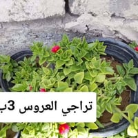 دمعة الطفل • حجم كبير • توصيل بغداد