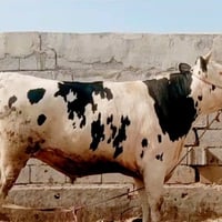 عجول • ٢٠٠-٤٥٠ كغ • ٧-٢٠ شهر