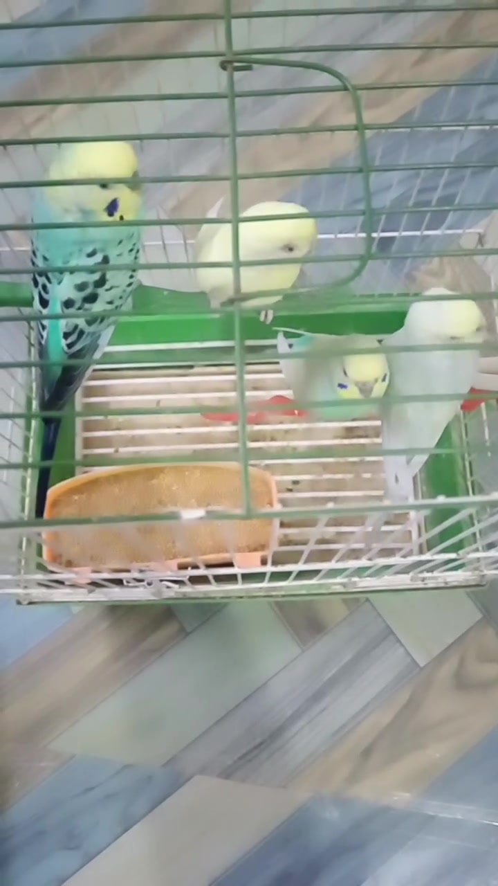 زوجين طيور حب
مراوس بلابل الي عنده يتواصل
مكان حديثه
***********
