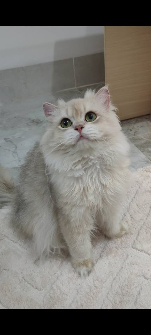 بسم الله ما شاء الله ❤️
ذكر برتش لونك هير AY12 استيراد 

من ام واب مسجلين WCF 

عنوان بغداد الدوره الاثوريين 

للاستفسار خاص رجاء.


**إذا كنت صاحب هذا الإعلان وتريد حذفه لأي سبب، رجاءا أرسل رسالة إلى الدعم الفني**