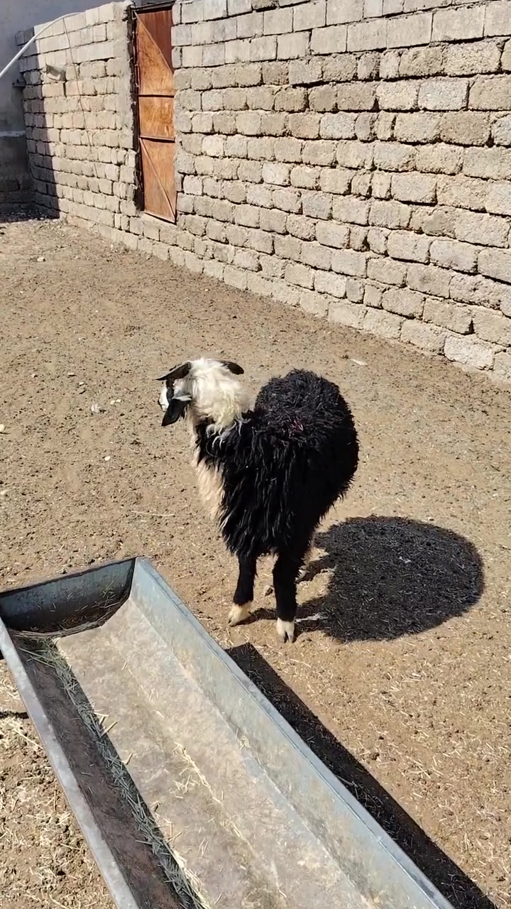 سلام عليكم
يوجد طلي ذبح سمان لحم و ربط شرط النصاحه المكان بيجي حي العصري الشراي يخابرني عله رقم ***********
