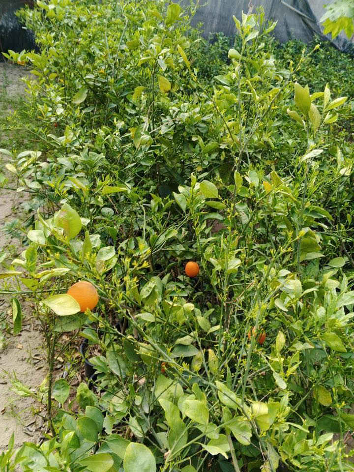 سلام عليكم برتقال سندان عراقي ارتفاع متر ونص وفوك للاستفار اتصال على الرقم*********** متواجد واتساب
