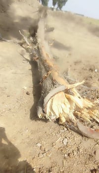 شجر اثل • فحم • رفاعي طريق ابو الماش