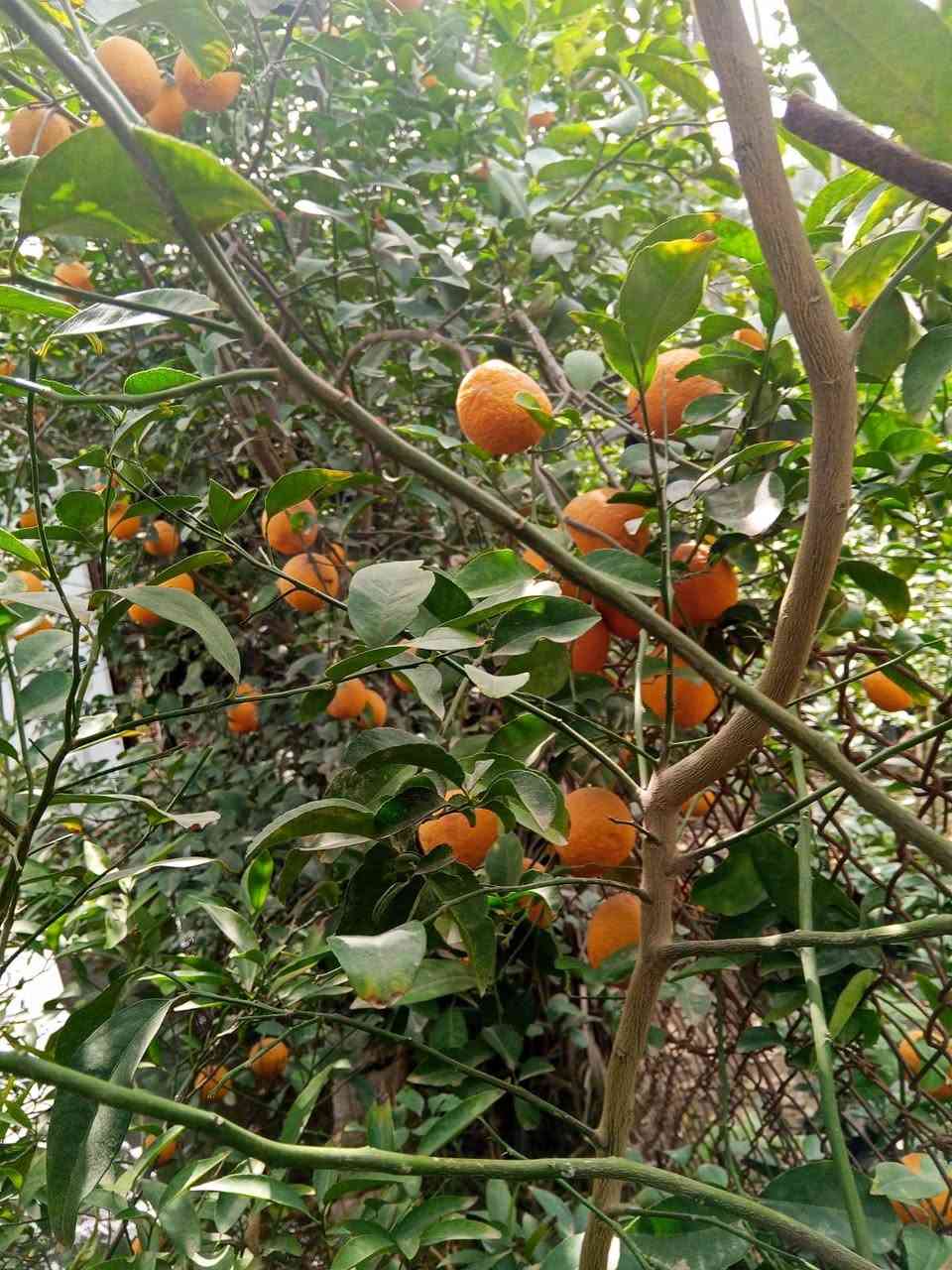 يتوفر لدينا جميع انواع الحمضيات والنفضيات ويتوفر لدينا تين بني مسلم بانسب الاسعارالمكان الخالص التحويله جسر البو عبد ***********
