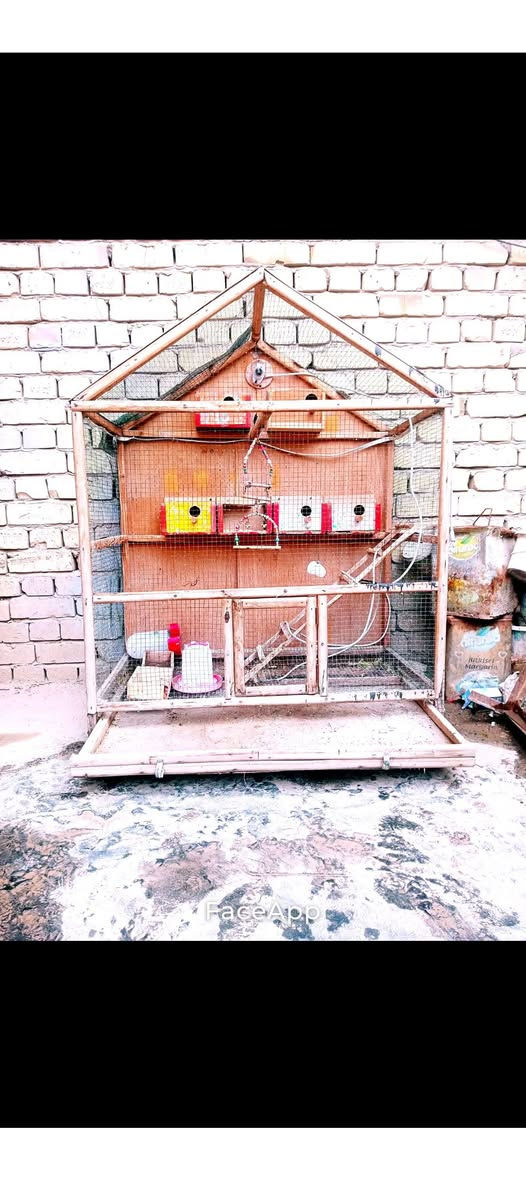 اسلام عليكم قفص طيور حب للبيع مع ملحقاته سعر 50وبي مجال للشراي مكاني سبع البور


**إذا كنت صاحب هذا الإعلان وتريد حذفه لأي سبب، رجاءا أرسل رسالة إلى الدعم الفني**