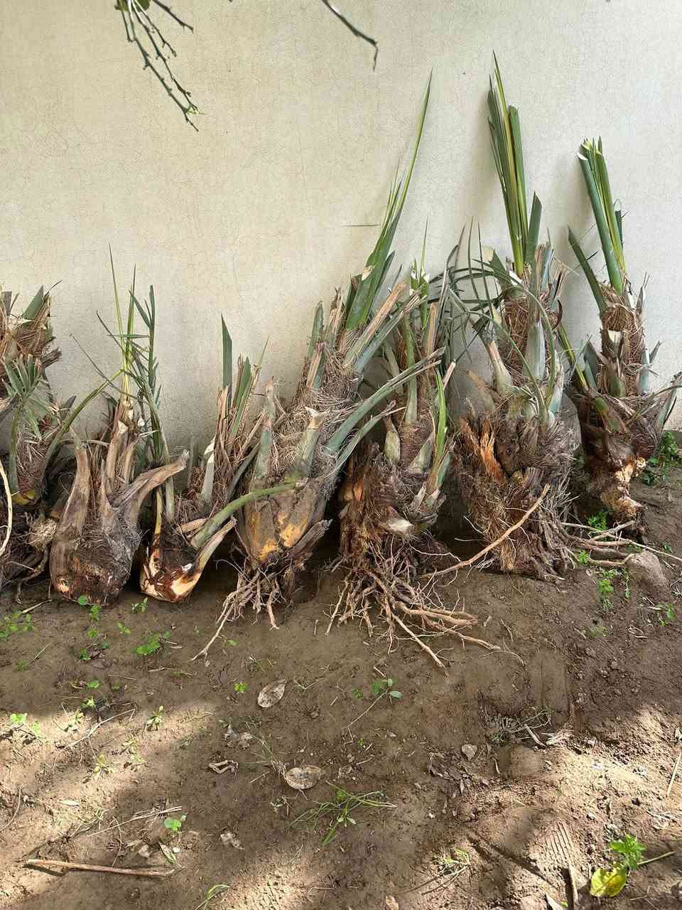 السلام عليكم ورحمة الله وبركاته 
من الان بدأ موسم قلع الفسائل وزاعتها 
اي شخص عندو نخلة بيها فسائل يريد يقلعهن يتصل ويتدلل ***********
