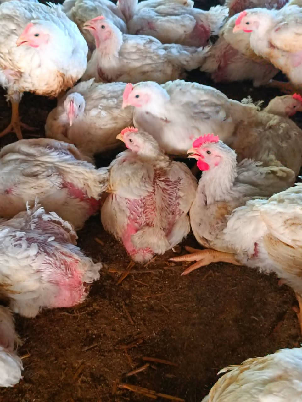 يوجد دجاج حي سعر الكيلو 3200
يوجد شوي عله الحطب العنوان شيشبار محلات قريه الرمان 
المحل مفتح من الصبح لليل
*********** 

***********

