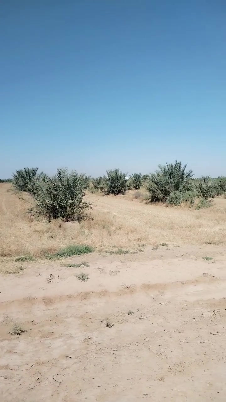 ارض زراعية للبيع مساحة ٣٠ دونم طابو زراعي سند ٢٥ عل طابو ديالئ متوفر فيها ماء سقي وكهرباء وتحتوي على نخيل صالحة للزراعة وإنشاء الحقول والسكن والمعامل واقامة مزارع ترفيهيه او منتجعات سياحيه اومخازن مجاور مقبرة محمد سكران ومنطقة الحسينيه مجاور معمل الطحين ومعمل الغاز طريق رابط بين خان بني سعد و الراشدية تبعد عن بوابه الحسينيه ٣كم البيع ١٠ دونم او اكثر للأستفسار الاتصال على الرقم *********** صباح
