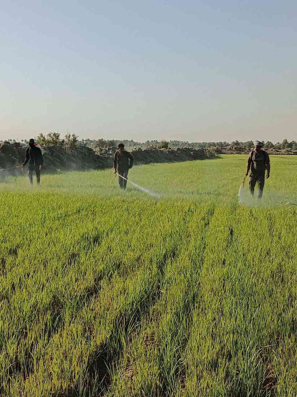 مستعدون لرش مبيد ادغال ***********
