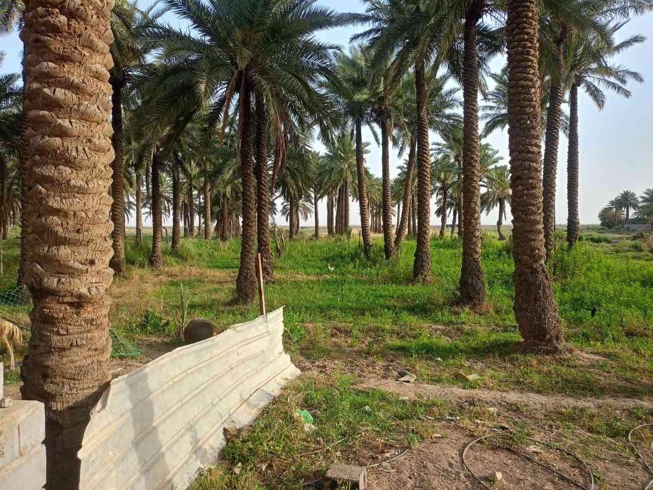 🌴 للبيع أرض زراعية مميزة 🌴

📍 الموقع: واسط – العزيزية
🛣️ طريق بغداد / العزيزية
✅ الواجهة مقابل الشارع العام مباشرة

📐 المساحة: ١١ دونم
📄 النوع: طابو زراعي رسمي
🌴 تحتوي على بساتين نخيل مثمرة
💧⚡ الخدمات متوفرة بالكامل (ماء وكهرباء)

✅ الأرض صالحة للزراعة والاستثمار والسكن الزراعي
✅ موقع ممتاز وحيوي وقريب على الخدمات

للاستفسار والتواصل على الخاص أو الاتصال:[. ***********        ]
