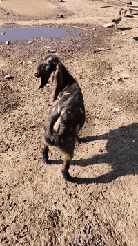 صخله افغانيه شرط حانيه وناصحه السعر 180وبيها مجال للشراي ***********
