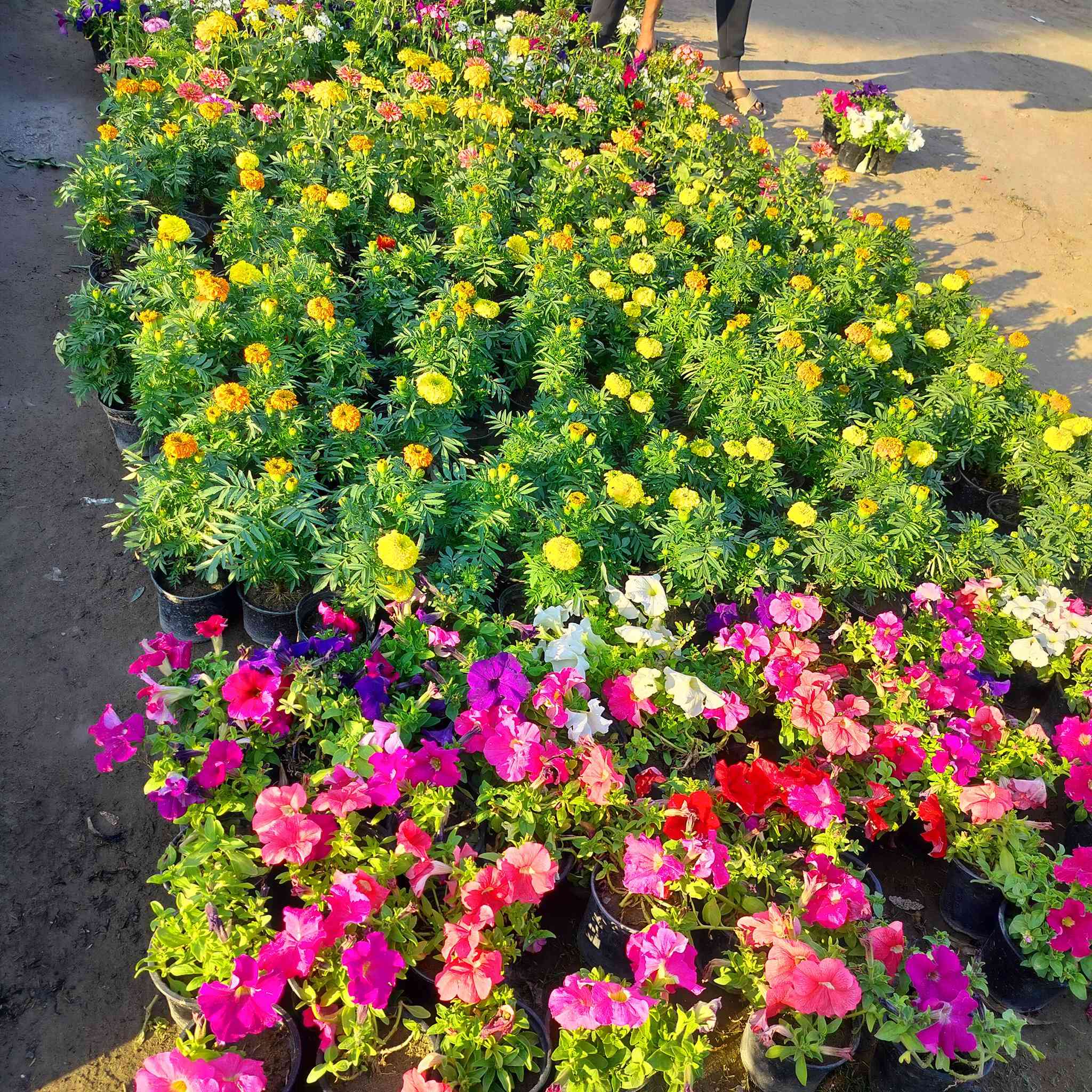 جميع نباتات الزينة متوفرة في مشتل النورين
بغداد العبيدي الشارع العام قرب فلكة حي النصر


**إذا كنت صاحب هذا الإعلان وتريد حذفه لأي سبب، رجاءا أرسل رسالة إلى الدعم الفني**