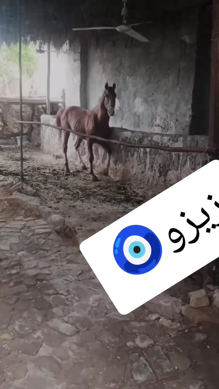 السلام عليكم حصان عربي سالم من كل عيب خيالة نار عمرة 6سنوات ارتفاعة 152مصطرة مكفولة من كل عيب مدرب عل سجود وسعرة مناسب 900وبي مجال ابيع بيع وليسة مراوس والموشراي لا يخابر مكاني حلة مركز المدينة جسر نادر منطقة الجنابين *********** اخوكم حمودي الجنابي
