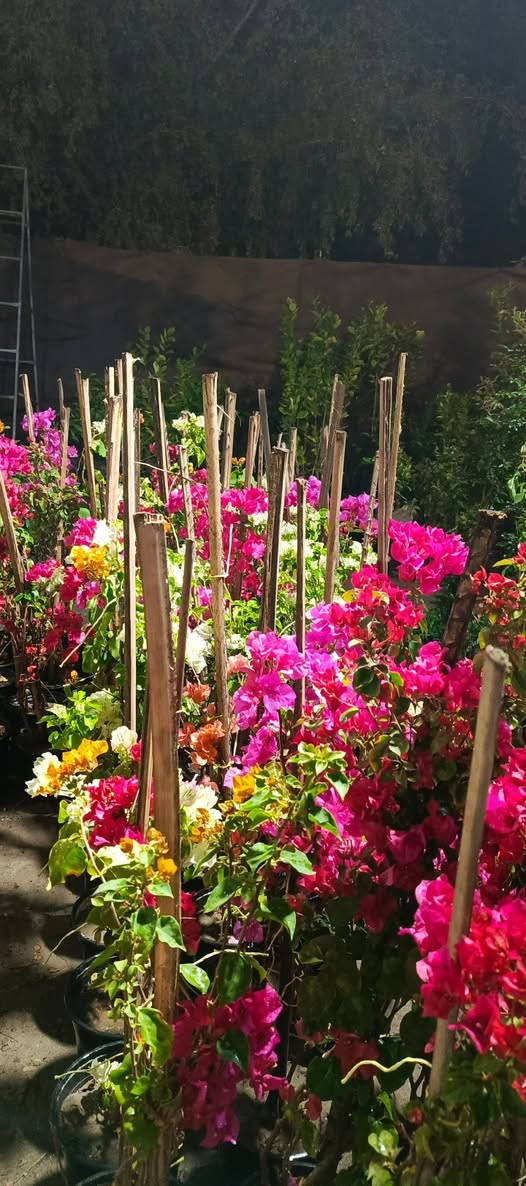 يا الله يتوفر يم#مشتل_المسرة وجبة جديدة ورائعة من ورد الجوري المشهور بتعدد أنواعه، حيث يمكنك الآن الاستمتاع بثلاثة أنواع مختلفة تفيض جمالًا وعطرًا: الورود الروزية الهادئة، والورود السلطانية العطرية التي تحمل رائحة ساحرة، والورود القطفية التي تتميز بألوانها الزاهية، بالإضافة إلى الورود الهولندية المبهرة، وأيضًا الورود المتسلقة العطرية التي تضفي لمسة جمالية على أي حديقة أو بستان. ولا يقتصر الأمر على ذلك، بل تتوفر أيضًا ورود موسمية بألوان وأشكال متعددة تضفي تنوعًا وحيوية على المساحة التي تزينها، وتوجد كذلك أنواع جديدة من النباتات الضلية التي تزيد من الجمال وتضفي لمسة طبيعية مميزة.عنوان المسيب حي المعلمين الولى مقابيل ثانوية موطني حياكم الله. #مسواك_العيد


**إذا كنت صاحب هذا الإعلان وتريد حذفه لأي سبب، رجاءا أرسل رسالة إلى الدعم الفني**