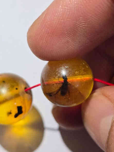 بسم الله الرحمن الرحيم
للبيع مسباح كهرب الألماني نوادر النوادر
يعتبر الكهرب الألماني هو الأقدم في عالم الكهرب
هذا المسباح حشري محشر بلكامل كل خرزة فيها قصه  من قصص الزمن القديم 
قطعه تحفه قد صاغها الرحمان
وزن 64  غرام من الذهب الاحمر
*********** واتساب
