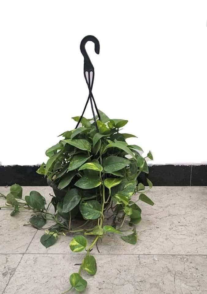 متوفر الان
اهلا وسهلا بكم


**إذا كنت صاحب هذا الإعلان وتريد حذفه لأي سبب، رجاءا أرسل رسالة إلى الدعم الفني**