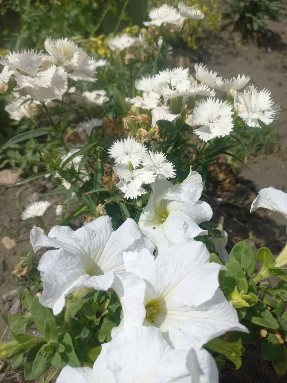 اللهم صل وسلم على نبينا محمد وعلى آله وصحبه أجمعين دار للبيع حله ابي غرق حي السلام م٢٢٠ طابو صرف جيران ذهب خط مولده خط انترنت وطني المعامله واصله للعتراف النهائي ت***********
