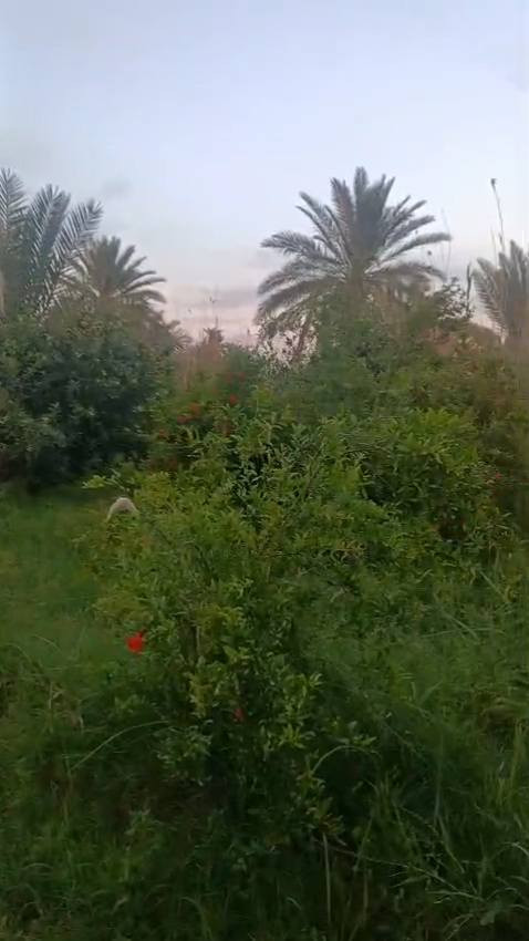 السلام عليكم ارض للبيع(بستان) سند 25 طابو زراعي المساحة 6دونم و600 متر تحتوي على 4 بيوت سكنية
مع مضيف معزول للخطار 

تحتوي على 650 شجرة رمان و70 شجره تفاح عراقي 

مع 300 نخلة من كافة الانواع والاصناف 

نزال الارض 400 متر واجة 30 متر من المنتصف 45 متر 

خدمات متكاملة ماء اسالة تقع على شارع تبليط تسقي سيح نهر جاري بمقدمة الارض وكذلك بآخر الارض هماتين اكو نهر 

وتحتوي على اصناف من اشجار الزيتون والمشمش 

وبالواقع احلى واجمل 

الموقع. كربلاء قضاء الجدول الغربي منطقة شط الله 

تبعد عن مركز كربلاء 20 كيلو متر 

الارض تعتبر فرصة ذهبية لاتعوض 

السعر 750 مليون دينار غير قابل للتفاوض 

الارض باسمي شخصيا 

للاستفسار +9647749318760

السلام عليكم ارض للبيع(بستان) سند 25 طابو زراعي المساحة 6دونم و600 متر تحتوي على 4 بيوت سكنية

السلام عليكم ارض للبيع(بستان) سند 25 طابو زراعي المساحة 6دونم و600 متر تحتوي على 4 بيوت سكنية


**إذا كنت صاحب هذا الإعلان وتريد حذفه لأي سبب، رجاءا أرسل رسالة إلى الدعم الفني**